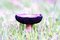 Free Flat Topped Mushroom Royalty Free Stock Photography - 5601417
