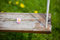 Free Flower On A Swing Royalty Free Stock Photos - 5603098