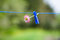 Free Flower In A Clip Royalty Free Stock Images - 5603099