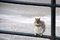 Free Squirrel Rests On A Fence Royalty Free Stock Image - 5606726