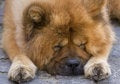 Free Sleep On The Road Royalty Free Stock Photo - 5612185