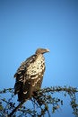 Free Vulture In A Tree Royalty Free Stock Photo - 5612935