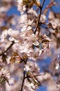 Free Pink And Blue Are Colors Of Spring Royalty Free Stock Photo - 5615595