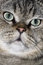 Free Lovely Face Of The Cat Royalty Free Stock Photo - 5613245