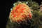 Free Pink Spotted Sea Anemone Royalty Free Stock Photo - 5617475
