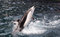 Free Jumpping Dolphin Stock Image - 5617501