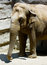 Free Asian Elephant Stock Image - 5617691