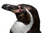 Free Humboldt Penguin Stock Images - 5617984