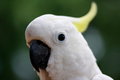 Free Parrots  Eye Detail Stock Photo - 5620350
