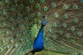 Free A Peacock In His Pride Stock Photos - 5620963