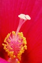 Free Flower Stamen Stock Photography - 5621692