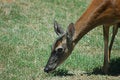 Free Doe Stock Photos - 5626173