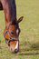 Free Horse (very Sharp And Detailed) Stock Images - 5623454