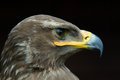 Free Steppe Eagle Royalty Free Stock Image - 5635436