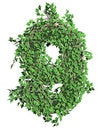 Free Ivy Font Royalty Free Stock Images - 5635699