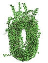 Free Ivy Font Stock Photos - 5635753