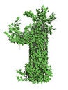 Free Ivy Font Royalty Free Stock Photo - 5635765