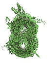 Free Ivy Font Stock Image - 5635911