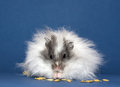 Free Hamster Eating Oats Grains Stock Photography - 5636772