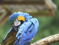 Free Parrot Royalty Free Stock Image - 5637666