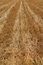 Free Agricultural Background Royalty Free Stock Photo - 5632995