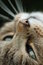 Free Cat Stare Royalty Free Stock Photography - 5634637