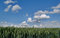 Free Wheat Green Field And Sky Royalty Free Stock Image - 5635106