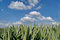 Free Wheat Green Field And Sky Stock Photos - 5635203