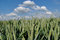 Free Wheat Green Field And Sky Royalty Free Stock Images - 5635299