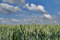 Free Wheat Green Field And Sky Stock Photography - 5635322
