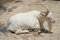 Free White Billy Goat Royalty Free Stock Photo - 5637225