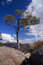 Free Boulder Tree Stock Photo - 5637710