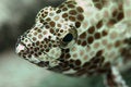 Free Grouper S Face Royalty Free Stock Images - 5641909