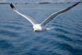 Free Seagull Royalty Free Stock Image - 5646956