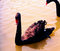 Free Black Swan Royalty Free Stock Photography - 5640727