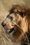 Free Majestic Lion Portrait In The Grass Royalty Free Stock Image - 5642736