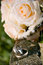 Free Wedding Rings Stock Images - 5643734