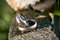 Free Wedding Rings Royalty Free Stock Images - 5643749
