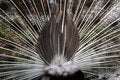 Free The Other Side Of The Peacock Royalty Free Stock Images - 5650679