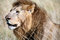 Free Majestic Lion Head In The Grass Stock Images - 5650944