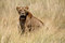 Free Lion Cub Sitting In The Grass Stock Photos - 5650953