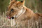 Free Lion Cub Lying In The Grass Stock Photos - 5651083