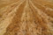 Free Agricultural Background Royalty Free Stock Photo - 5652335
