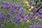 Free Purple Lavender Stock Photos - 5656373