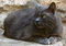 Free Cat Royalty Free Stock Images - 5656639