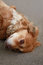 Free Cute Dog Royalty Free Stock Photos - 5657798