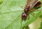 Free Big Ant With Wings Royalty Free Stock Photo - 5658345