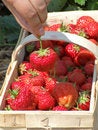 Free Strawberry Season Stock Images - 5660664