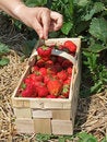 Free Strawberry Season Royalty Free Stock Photo - 5660685