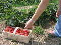 Free Strawberry Season Stock Image - 5660691